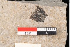 Foto (Detailansicht) von Aronium extinctum Ettingshausen (NHMW-GEO-2024-0188-6677c)